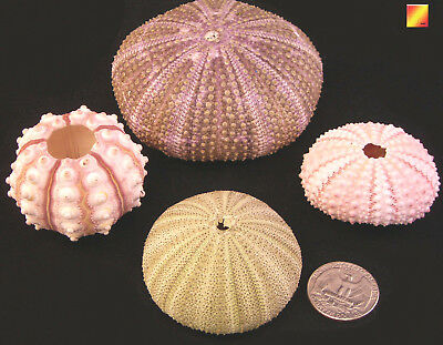 Sea Urchin Sampler: Natural Pink,sputnik, Green And Alfonso Nautical Beach Decor