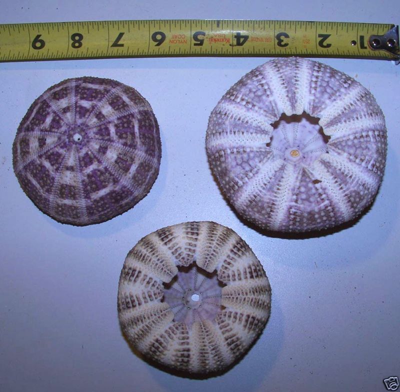 1 Alphonso Gator Sea Urchin Display Crafts Wedding Decor Item # Alphsm-1